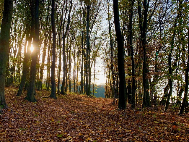 Campingplatz Rappoltenkirchen - Camping 4 You